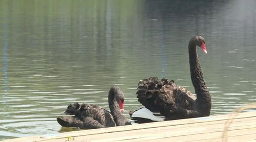 吃一只黑天鹅判几年 黑天鹅多少人民币一只