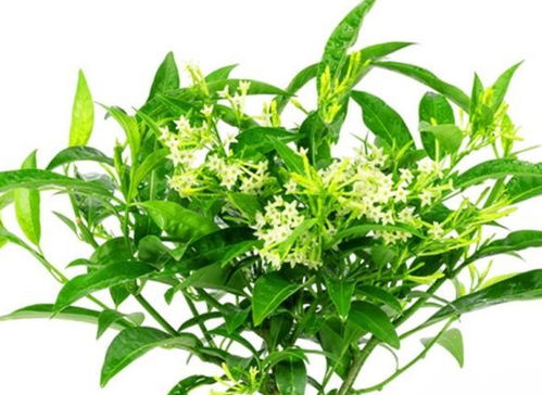 吃夜香花有什么好处 夜开花什么人不能吃