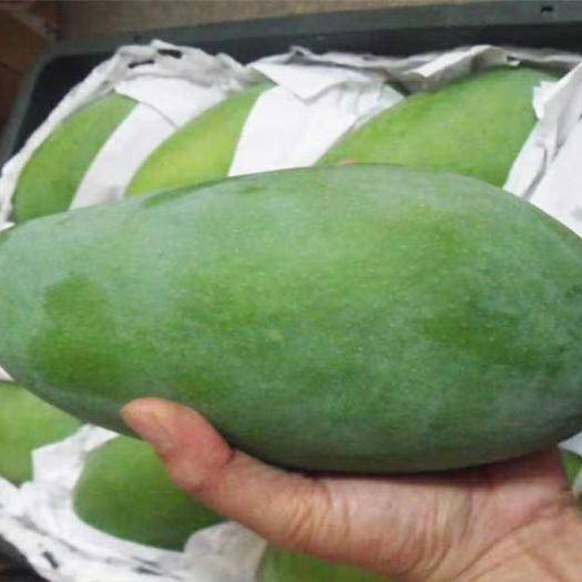 吃芒果暗语是啥意思 大青芒果代表什么暗示