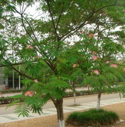 合欢树的药用价值 30公分合欢树价格