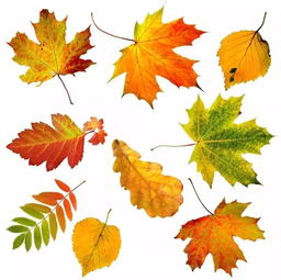 各种树叶像什么的句子 秋天的10个树叶的形状