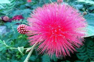 合欢花为什么不能种家里 为什么合欢花是死人花