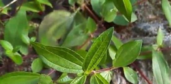 吃金刚藤同房的后果 金刚藤根的主治功效