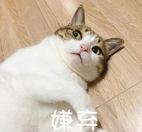 猫咪的嗅觉秘密：这些味道竟让喵星人退避三舍！