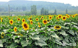 向日葵的介绍30字左右 关于向日葵的简介50字