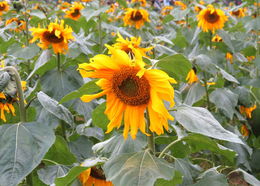 向日葵叶子干枯萎缩 向日葵叶子像烧焦