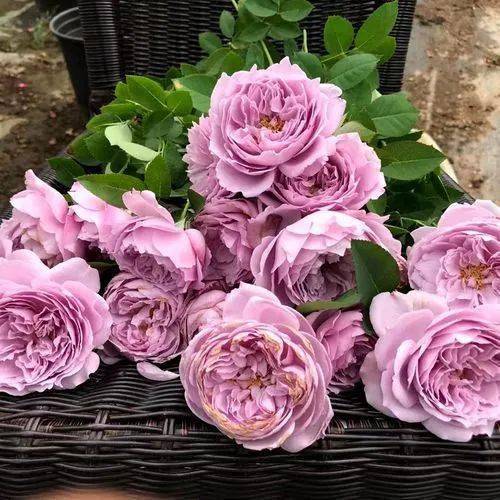 后悔入了空蒙月季 后悔种的爬藤月季