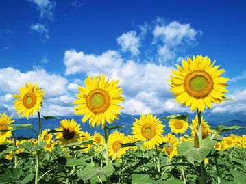 向日葵一定向着太阳吗 向日葵恐怖图片