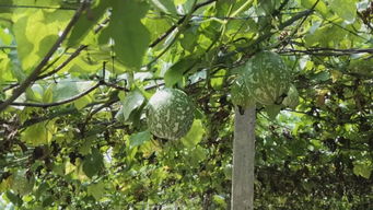 吊瓜有几个品种 白吊瓜图片大全