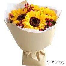 向日葵为什么下午背对着太阳 向日葵早上,中午,晚上朝什么方向