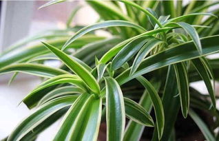 吊兰夏季多久浇一次水 吊兰夏天可以放室外吗