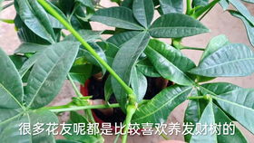 吉利红的寿命 吉利红如何爆盆