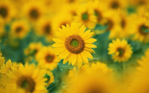 向日葵是哪国的国花 中国官方承认的国花