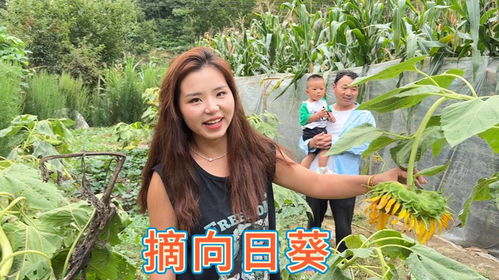 向日葵瓜子什么时候成熟 观赏的向日葵有瓜子吗