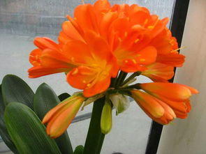 君子兰用沙子催根方法 君子兰全用沙子栽行吗