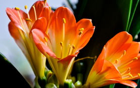 君子兰的美词佳句 一句话形容君子兰