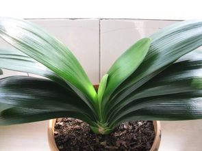 君子兰的花语是什么 君子兰为啥不能送人