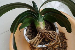 君子兰烂根用白醋消毒可以吗 君子兰花根用什么消毒