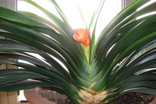 君子兰花剑上不来怎么办 君子兰夹箭最好的解决办法