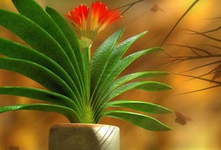 君子兰怎么浇水不烂根 君子兰如何浇水是正确的