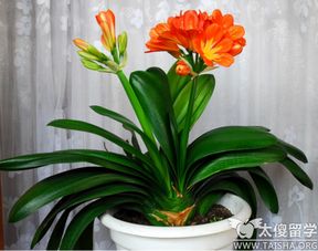 君子兰最快发根方法粗砂 君子兰催根绝招