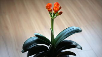 君子兰夏天开花正常吗 君子兰八月开花有何兆头