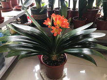 君子兰土营养土批发 100斤营养土批发价格