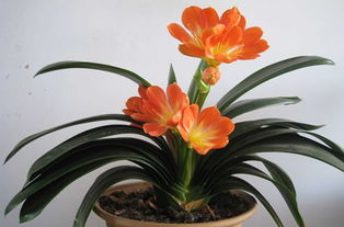 君子兰多久开花一次 君子兰八月开花有何兆头