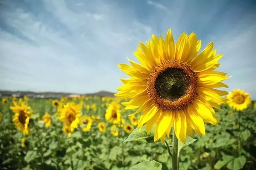 向日葵的花语个性签名 关于向日葵的个性签名