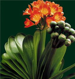 君子兰特点简介 三年级君子兰特点是什么