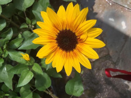 向日葵的花语和象征 向日葵代表什么意思？