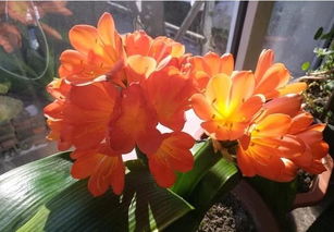 君子兰花的特点 君子兰花朵的特点简写