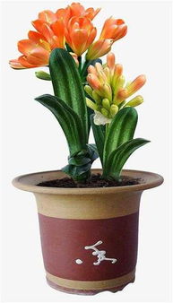 君子兰烂根用酒精可以吗 君子兰烂根的原因