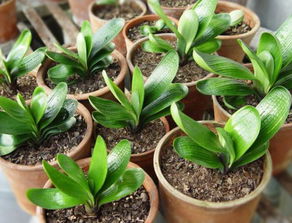 君子兰叶子扦插方法 君子兰叶片如何扦插