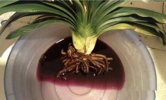 君子兰根全烂了怎样救活 无根的君子兰能直接栽