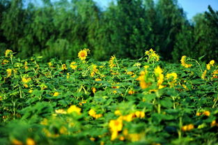 向日葵花代表的含义 一朵向日葵花的寓意