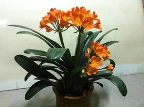 君子兰多久开一次花 君子兰花浇水口诀