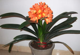 君子兰7月开花好吗 君子兰突然开花预兆风水