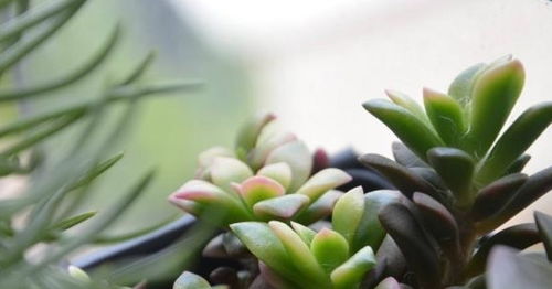 吹雪之松锦夏天怎么养护 吹雪之松锦的禁忌