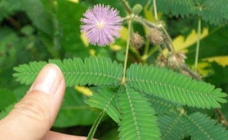 含羞草碰了几次才会中毒 碰了含羞草要洗手吗