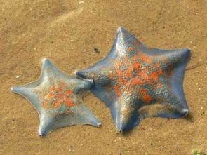 哪几种海星有毒 海星评价收起