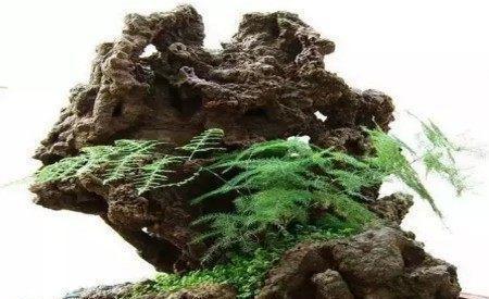 吸水石的危害 吸水石永远泡在水里吗