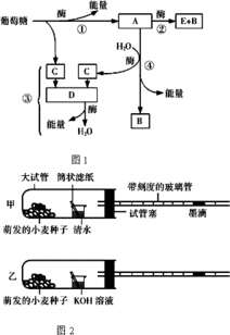 呼吸作用的公式 呼吸作用三个阶段公式