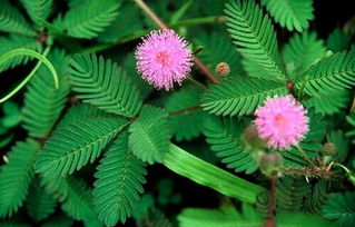 含羞草的简介50字 含羞草内容梗概50字