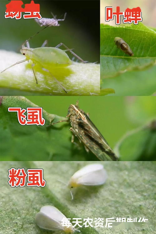 呋虫胺和吡虫啉哪个好 呋虫胺为什么被禁用