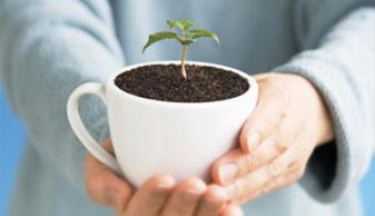 咖啡渣适合种哪些蔬菜 不适合咖啡渣的青菜