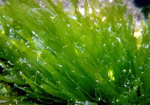 哪些藻类是高等植物 低等藻类和高等藻类
