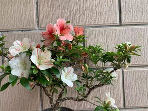 哪些花不可以施骨粉 杜鹃花忌骨粉