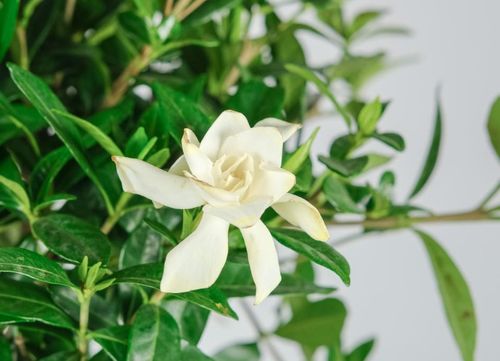 喜黛玉和清誉栀子花谁好 清誉 喜黛玉 一寸法师哪个好
