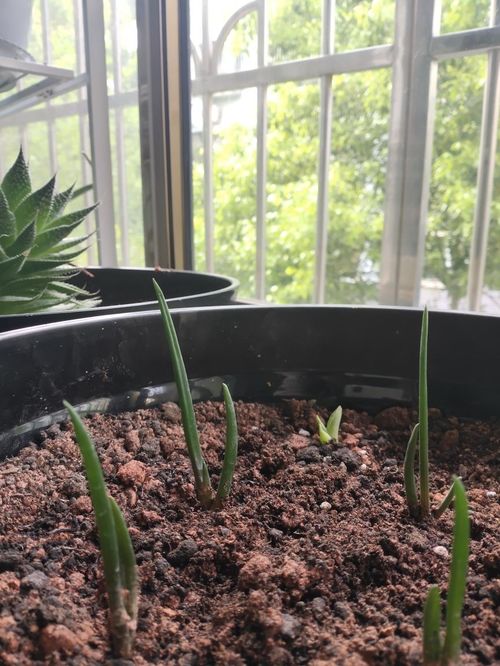 喜欢碱性土壤的蔬菜 碱性最好的三种蔬菜